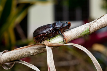Asiatic rhinoceros beetle (Oryctes rhinoceros) on a tree