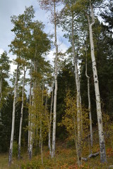 Fototapeta premium Aspens