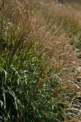 View of crop in the field