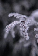 frozen leaves black and white