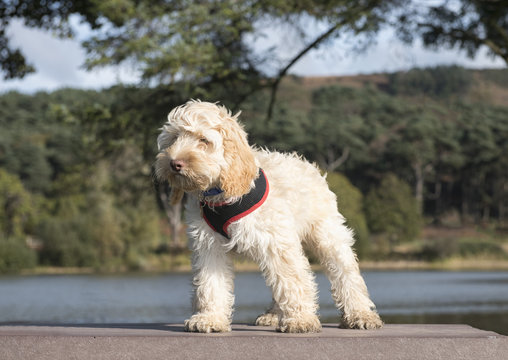 Portrait image of a cute white cockapoo dog standing on a picnic table 