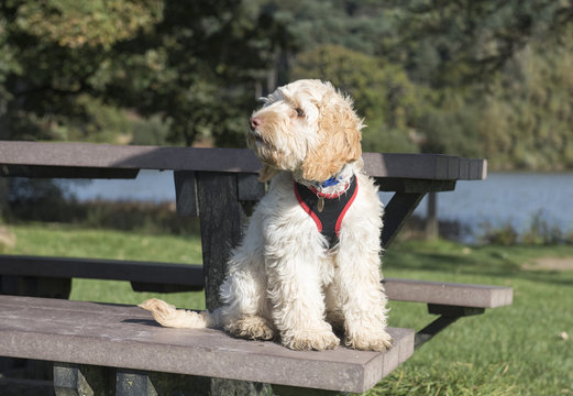 Portrait image of a cute white cockapoo dog sitting on a picnic table 