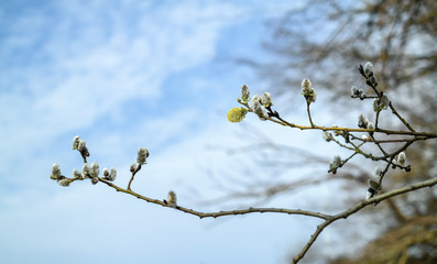 new spring buds before the sky