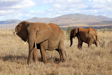 Fototapeta na wymiar Zwei Elefanten