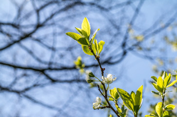 spring leaves in front of the sky