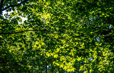 Fototapeta premium look above to the leaves