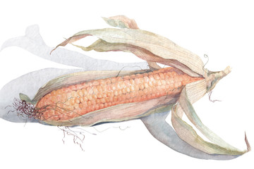 Watercolor illustration of corn with paint splashes.