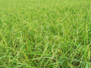 Rice field