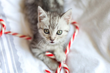 Kitten with Christmas candy canes