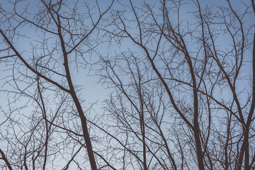 Bosque de ramas