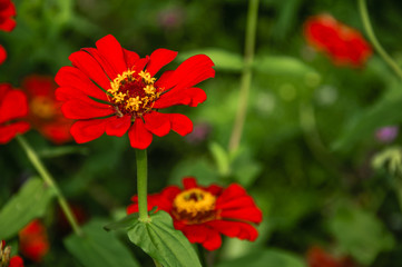 The blossoming gerbera jamesonii flowers closeup in garden 