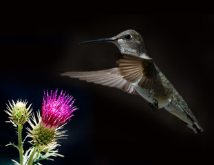 Fototapeta premium Black-Chinned Hummingbird (Archilochus alexandri) Female Feeding at Thistle Composite