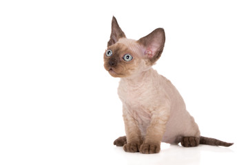 colorpoint devon rex kitten posing on white