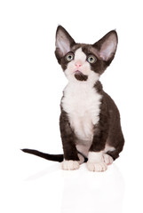 black and white devon rex kitten