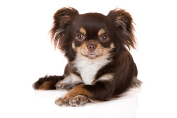  brown chihuahua dog posing with paws crossed