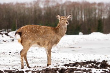 Naklejka na ściany i meble young deer outdoors in winter