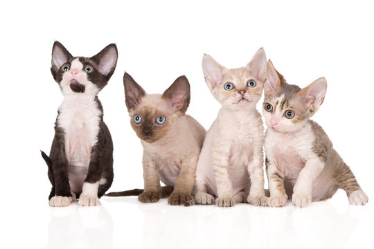 four adorable devon rex kittens posing together