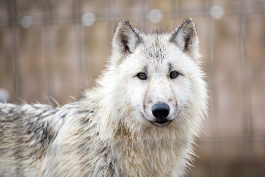 Fototapeta young white wolf portrait