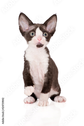“black and white devon rex kitten on white” Stock photo and royalty