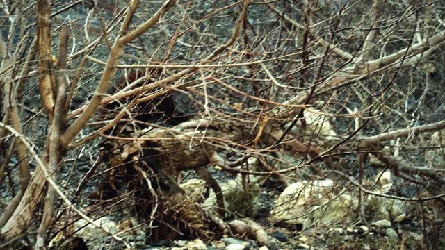 Point of View Capturing Bigfoot on Camera