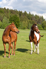 Portrait of two nice horses