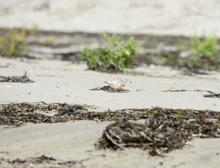 Piping Plover pause