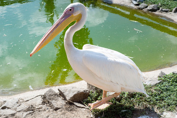 Pelicans family in the zoo.