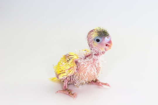 Chick Budgie, Budgarigar Bird Chick