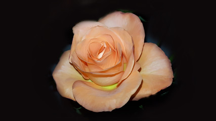 Perfect fresh orange rose