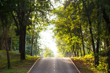 forest road trees along at the country side in thailand