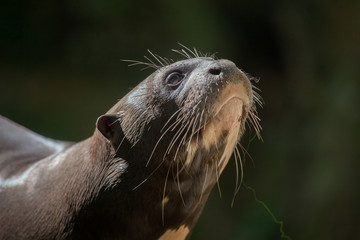Giant otter (Pteronura brasiliensis).