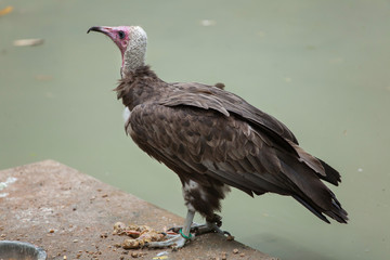 Hooded vulture (Necrosyrtes monachus).