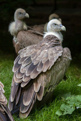 Griffon vulture (Gyps fulvus).