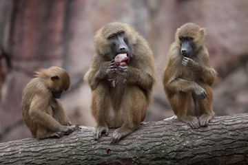 Obraz premium Guinea baboon (Papio papio).