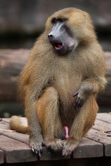 Guinea baboon (Papio papio).