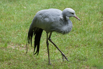 Blue crane (Grus paradisea).