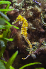 Slender seahorse (Hippocampus reidi).