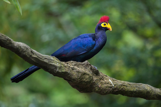 Lady Ross's turaco (Musophaga rossae)