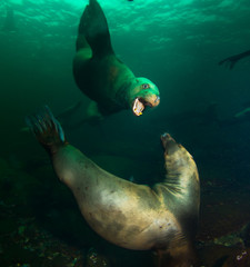 Steller Sea Lions 