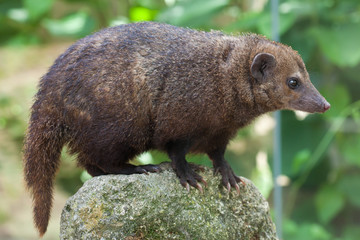 Common kusimanse (Crossarchus obscurus)