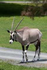 Naklejka na ściany i meble Gemsbok (Oryx gazella gazella)