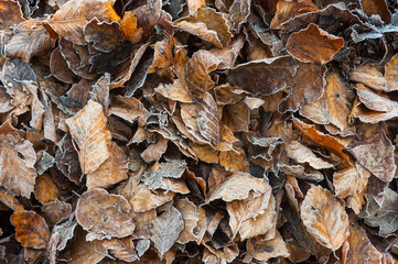 Frosted autumn leaves background texture