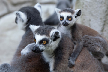 Naklejka premium Ring-tailed lemur (Lemur catta).