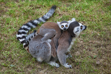 Ring-tailed lemur (Lemur catta).
