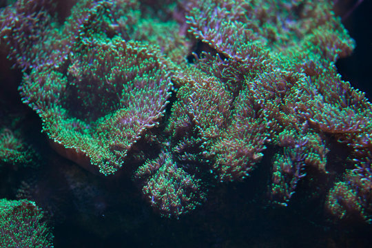 Flower mushroom coral (Ricordea yuma).