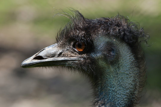 Emu (Dromaius novaehollandiae).
