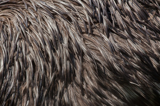 Emu (Dromaius novaehollandiae). Plumage texture.