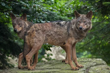 Papier Peint photo Loup Iberian wolf (Canis lupus signatus).