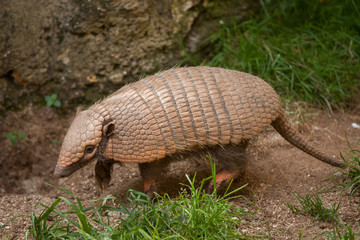 Six-banded armadillo (Euphractus sexcinctus)