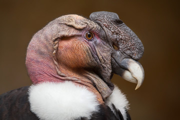 Obraz premium Kondor andyjski (Vultur gryphus).